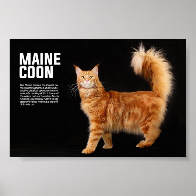 Póster Maine Coon Cat Breed (Frente)