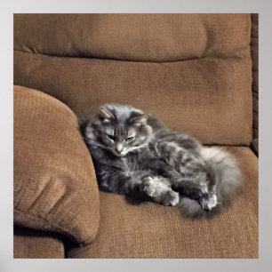 Póster Maine Coon Cat en Sofa