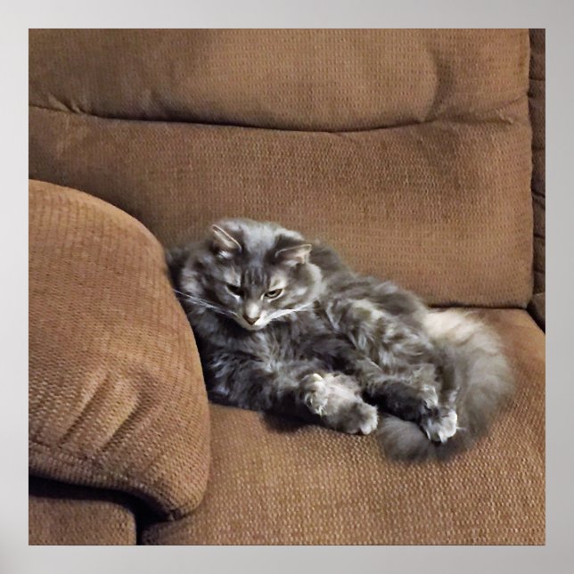 Póster Maine Coon Cat en Sofa (Frente)