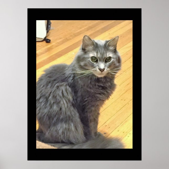 Póster Maine Coon Cat Photo (Frente)