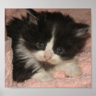 Póster Maine Coon Kitten