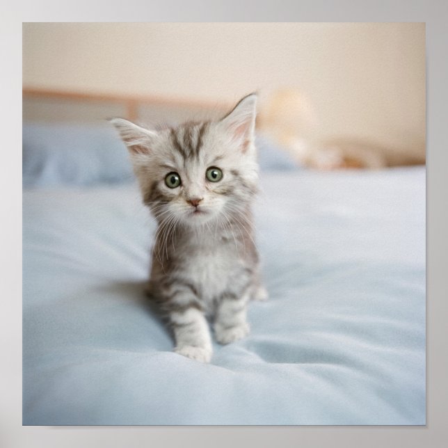 Póster Maine Coon Kitten (Frente)