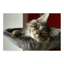 Maine Coon Kitten Poster