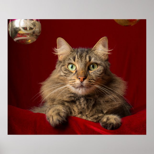 Póster Maine Coon para Navidades con coleccionista (Frente)