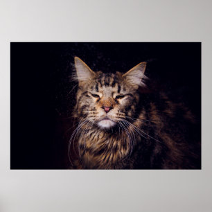 Póster maine coon sobre un fondo negro joven, gato, c