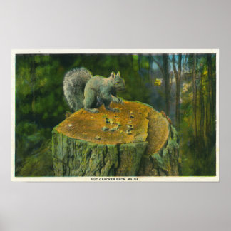 Póster MaineA Little Nutcracker Squirrel de Maine