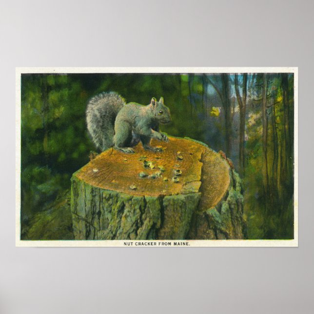 Póster MaineA Little Nutcracker Squirrel de Maine (Frente)