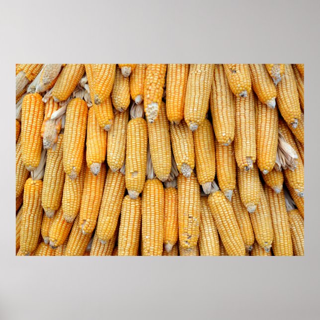 Póster Maíz seco que fue apilado. (Frente)