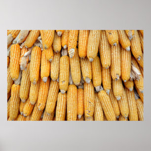 Póster Maíz seco que fue apilado.