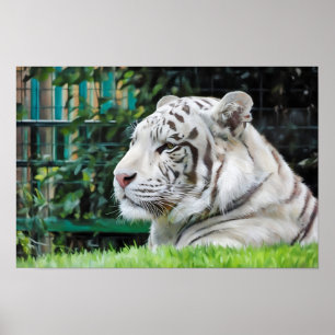 Póster Majestad Blanca - Descanso de la Vida Silvestre de