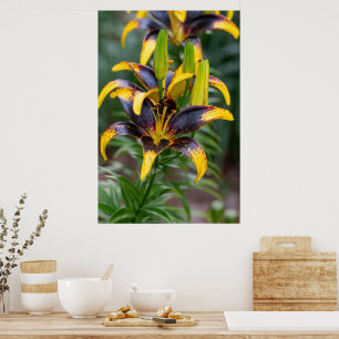 Póster Majestad de la Medianoche: Lirio Asiático Híbrido 