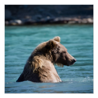 Póster Majestic Alaskan Brown Bear