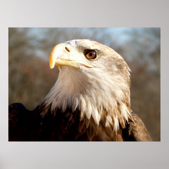 Póster Majestic Bald Eagle (Frente)