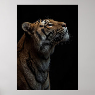 Póster Majestic Bengal Tiger Wildlife Portrait