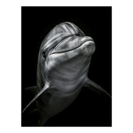 Póster Majestic Dolphin Portrait in High Contrast