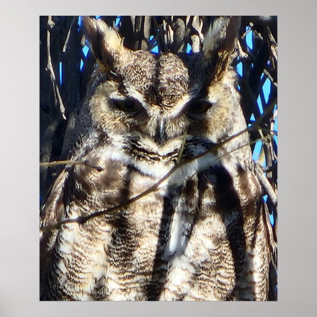 Póster Majestic Great Horned Owen Willife Photo (Frente)