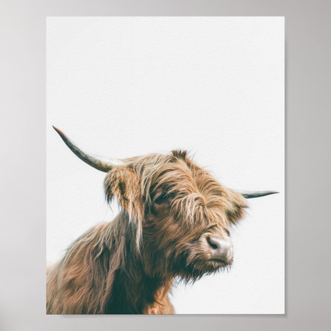 Póster Majestic Highland cow portrait (Frente)