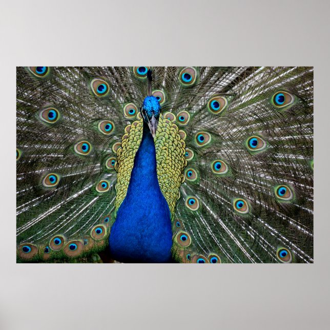Póster Majestic Peacock  (Frente)