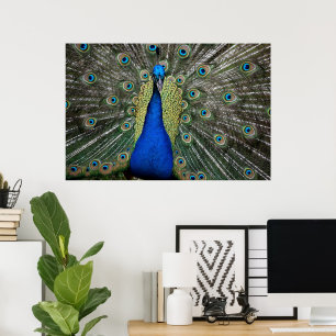 Póster Majestic Peacock