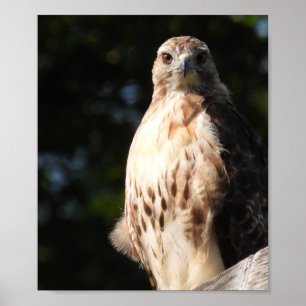 Póster Majestic Red Tail Hawk Stare Down