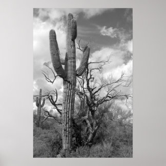 Póster Majestic Saguaro Cactus (b/w)
