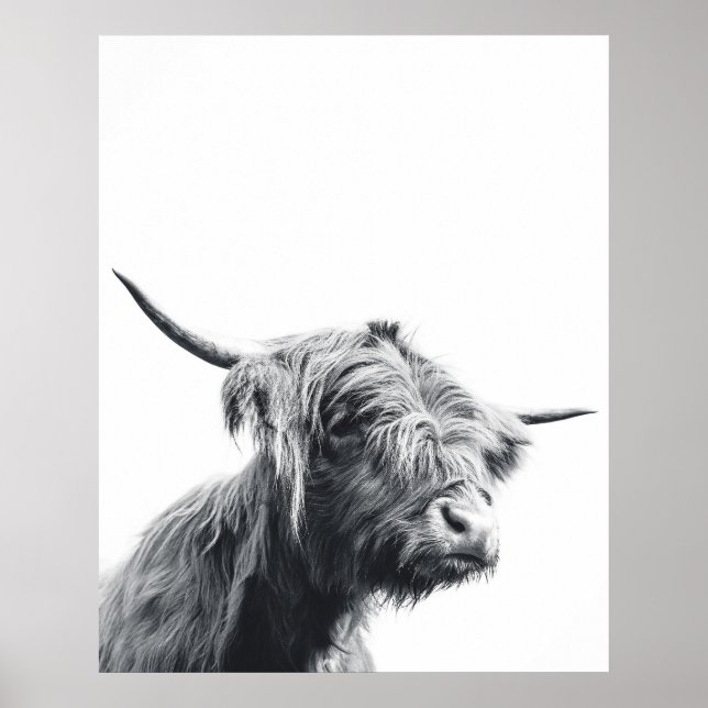 Póster Majestuosa vaca Highland en blanco y negro (Frente)