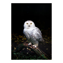 Majestuoso búho de invierno