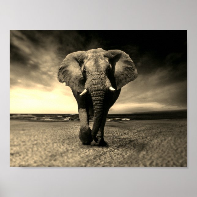 Póster Majestuoso elefante de toro salvaje en Sepia (Frente)