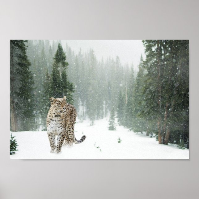 Póster Majestuoso leopardo de la nieve en la nieve (Frente)