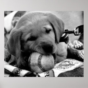 Póster Major League Puppy - Poster & Print