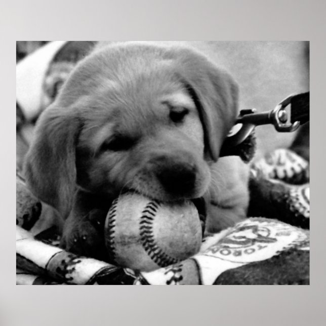 Póster Major League Puppy - Poster & Print (Frente)