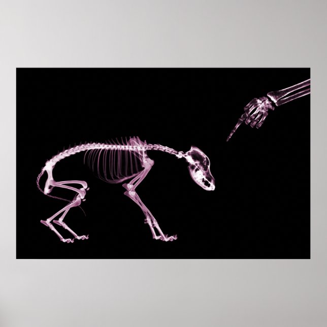 Póster Mal Perro Xray Skeleton Black Pink (Frente)