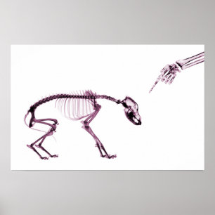 Póster Mal Perro Xray Skeleton Blanco Rosa