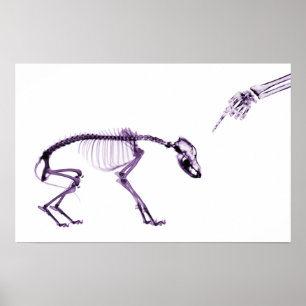Póster Mal Perro Xray Skeleton Púrpura Blanco