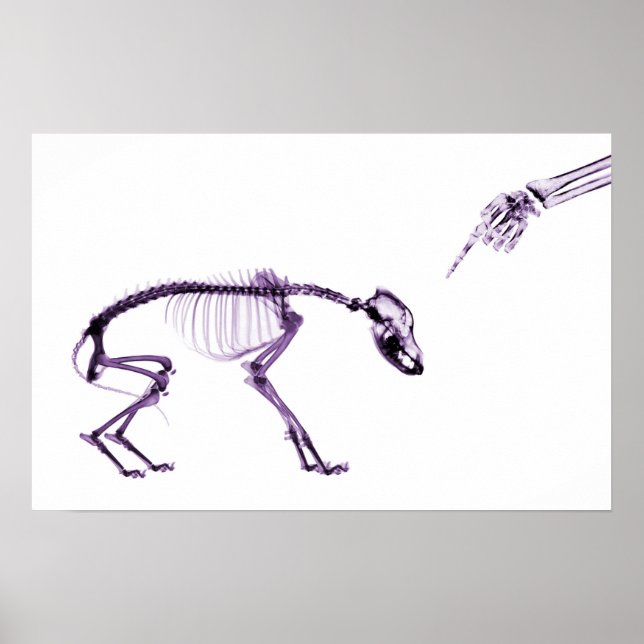 Póster Mal Perro Xray Skeleton Púrpura Blanco (Frente)
