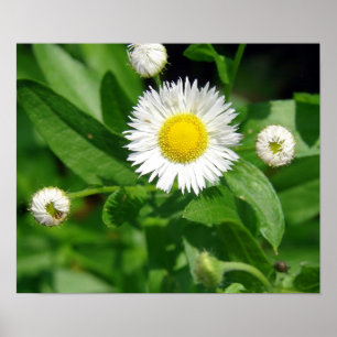 Póster Mala hierba de la flor blanca