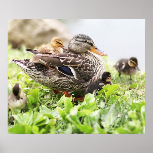 Póster Málaga Femenina Rodeada De Ducklings (Frente)