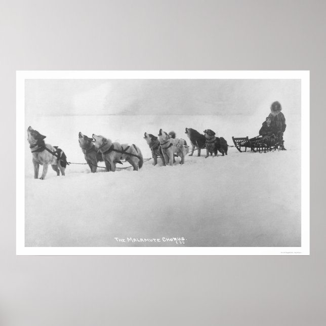 Póster Malamute Chorus Alaska 1920 (Frente)
