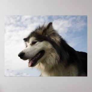 Póster Malamutes de Alaska