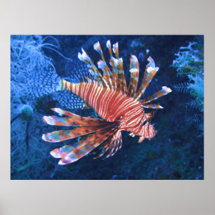 Póster Malapascua Lionfish