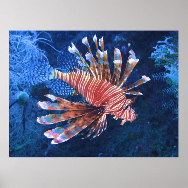 Póster Malapascua Lionfish (Frente)