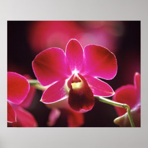 Póster Malasia, Orquídea