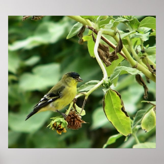 Póster Male American Goldfinch (Frente)
