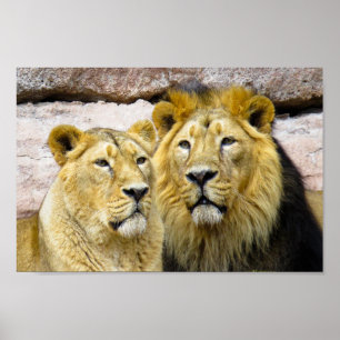 Póster male and female LION PHOTOGRAPHY POSTER