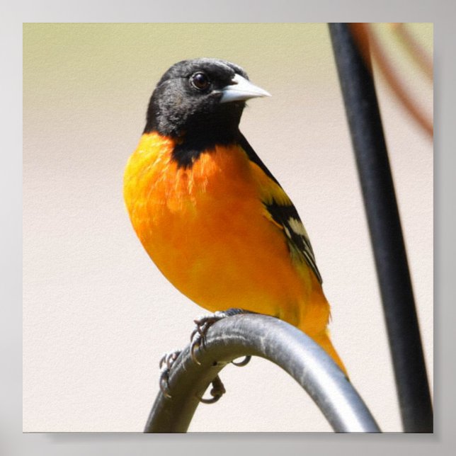 Póster Malé Baltimore Oriole (Frente)