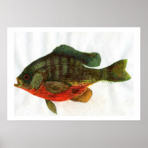 Póster Male Bluegille