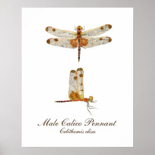 Póster Male Calico Pennant Dragonfly