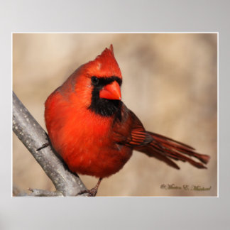 Póster Male Cardinal