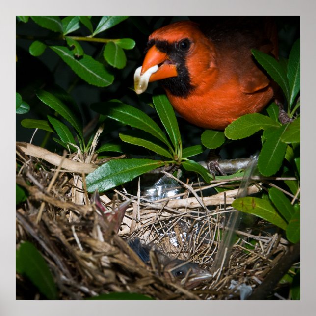 Póster Male Cardinal Feeding Babies (Frente)