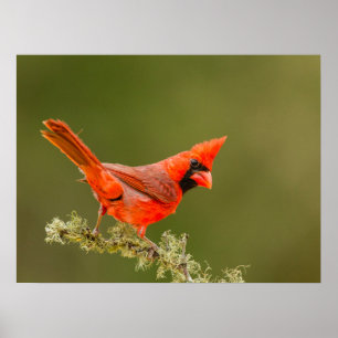 Póster Male Cardinal on Limb